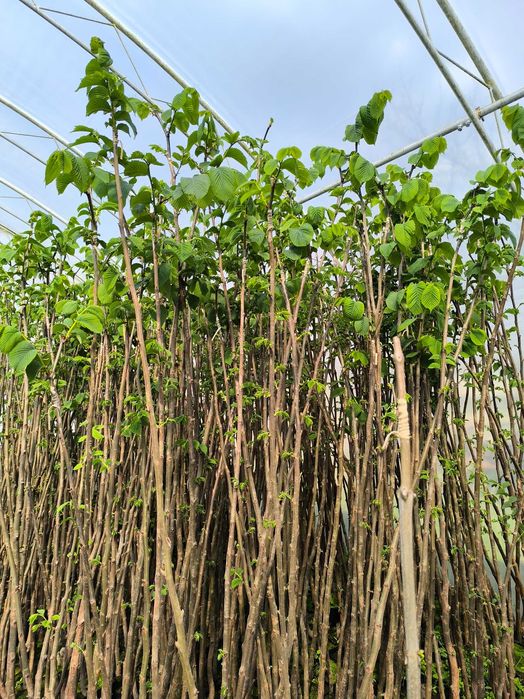 Sprzedam wierzbę Hacurro