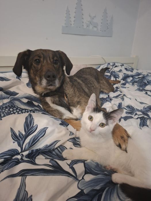 Malutka kicia do adopcji