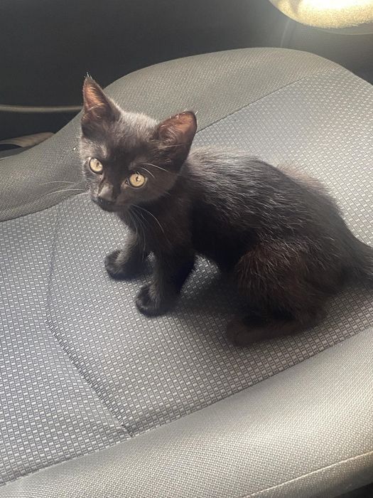 ZAGINEŁA KotkaLuna!!!