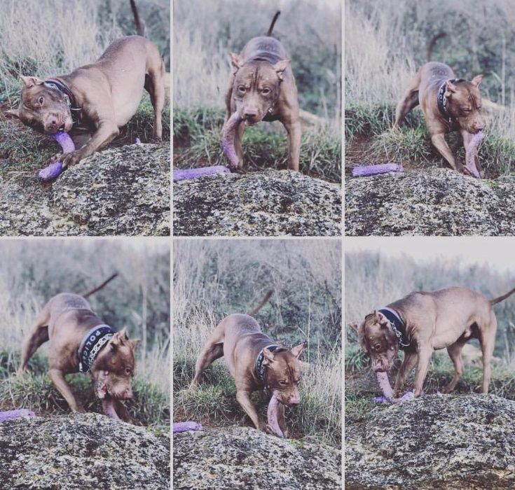 Американский Питбультерьер (АПБТ) Вязка