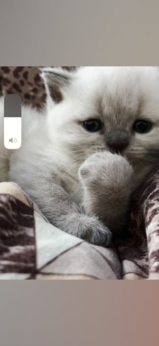 Кошенята Блю Поинт