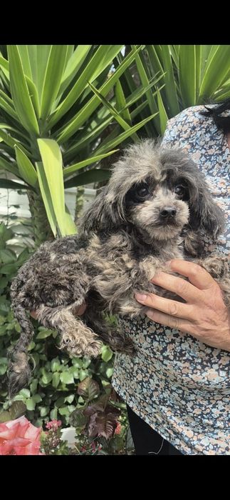 Caniche lindiccimo