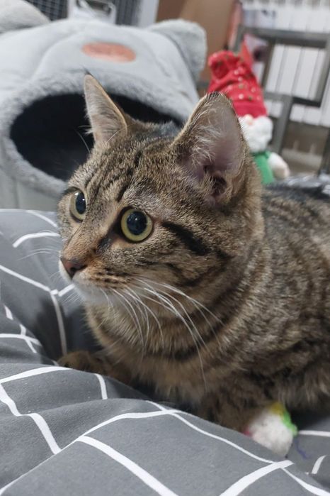 Котик в добрі ручки!