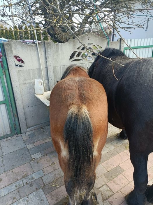 Sprzedam żrebie (ogiera)