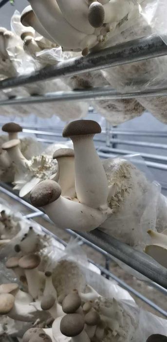 Grzybnia boczniaka boczniak eryngii mikołajkowaty baloty uprawa