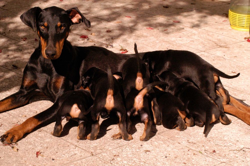 Doberman szczeniak – zdrowy i gotowy na nowy dom