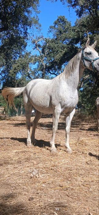 Cavalo cruzado Português