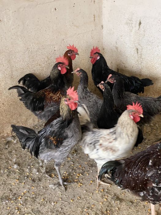 Galinhas boas poedeiras e galos.