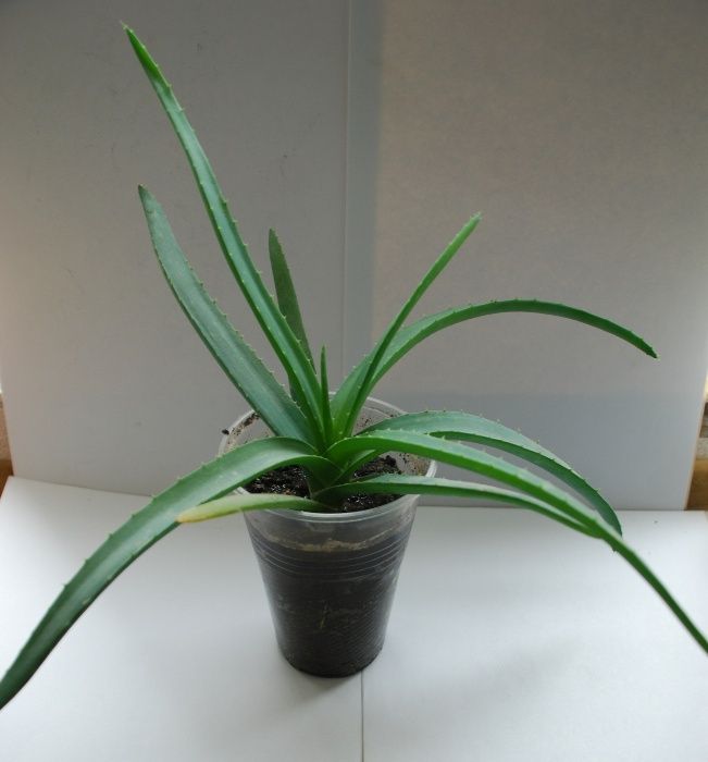 Алоэ Вера или Алоэ настоящее