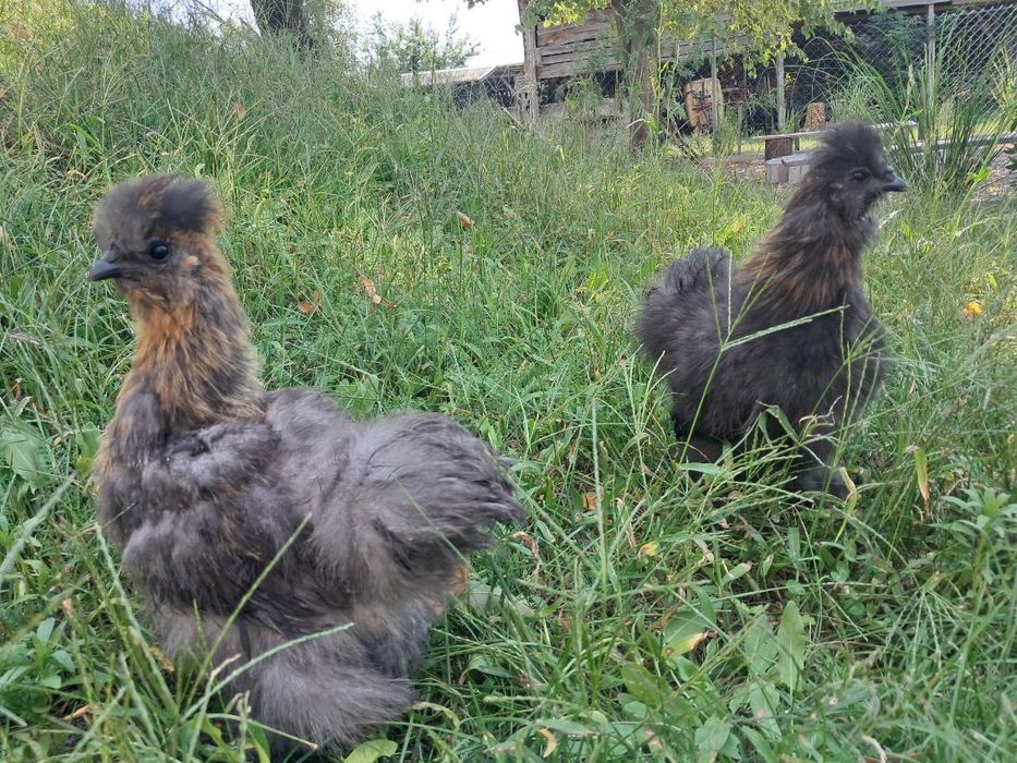 Koguty Silki, Sultan para