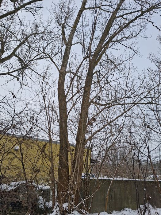 Drzewa za wycięcie