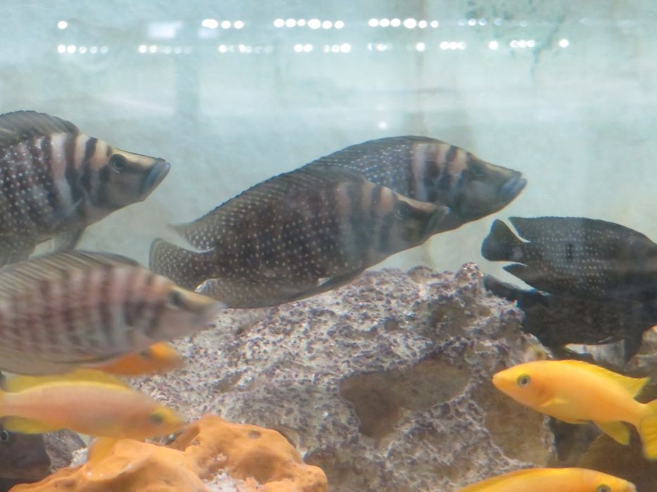 Neolamprologus leleupa tanganika 2 f1