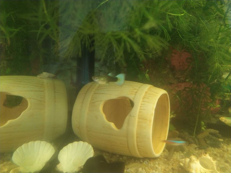 Продам рибок Гупі, Мечоносці. Також равлики "Ампулярії"