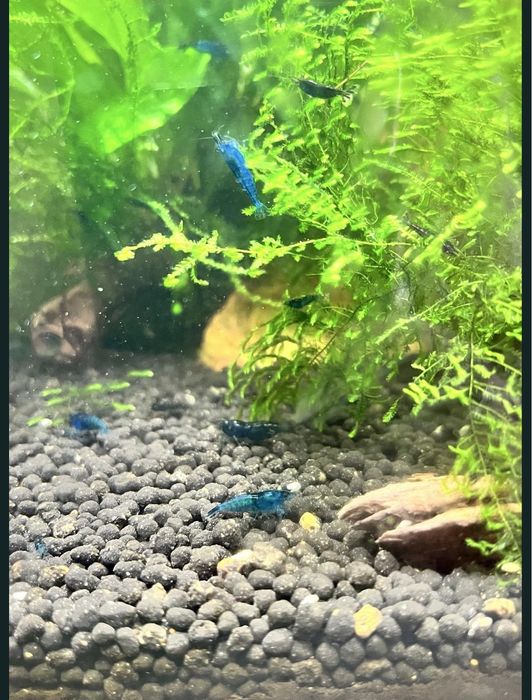 Camarões neocaridina blue dream