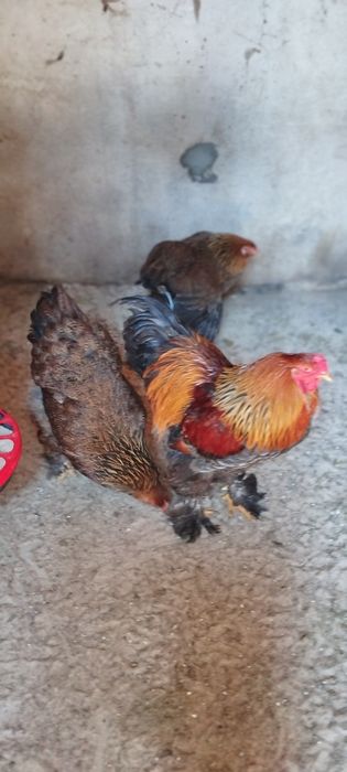 Ovos férteis  brahmas