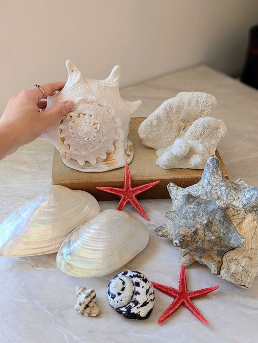 Duża muszla Cassis cornuta