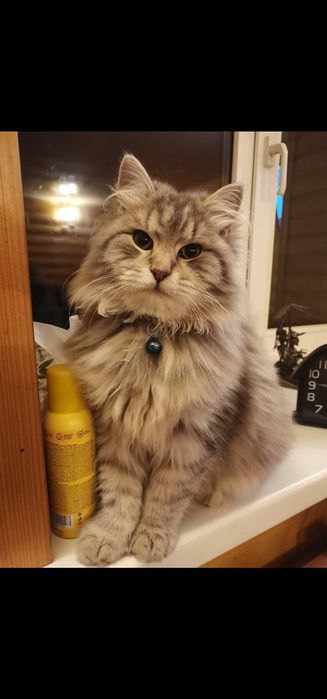Шукаємо свого котика
