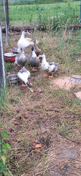 Kaczki Pekin Maximus Niebieskie