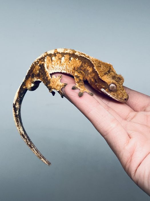 Gekon orzęsiony samiec