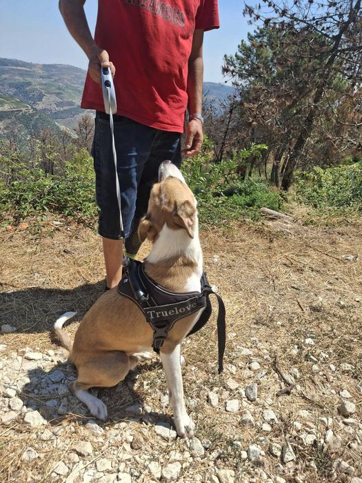 ZEUS, quer o nome, quer o cão, são bonitos; Está para adoção;