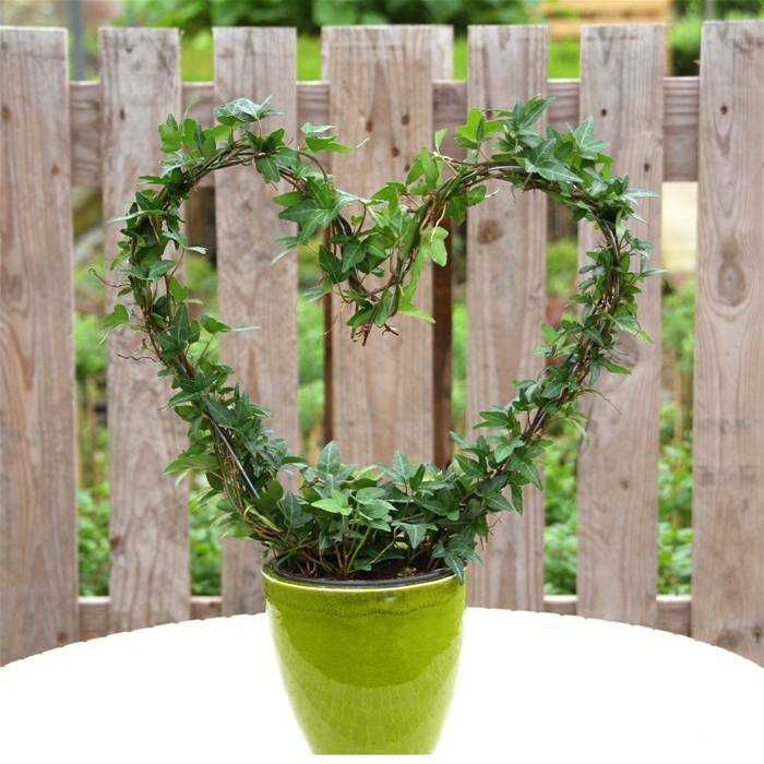 Плющ  вечнозеленый. Отростки. Цветы в Офис. Дизайн.