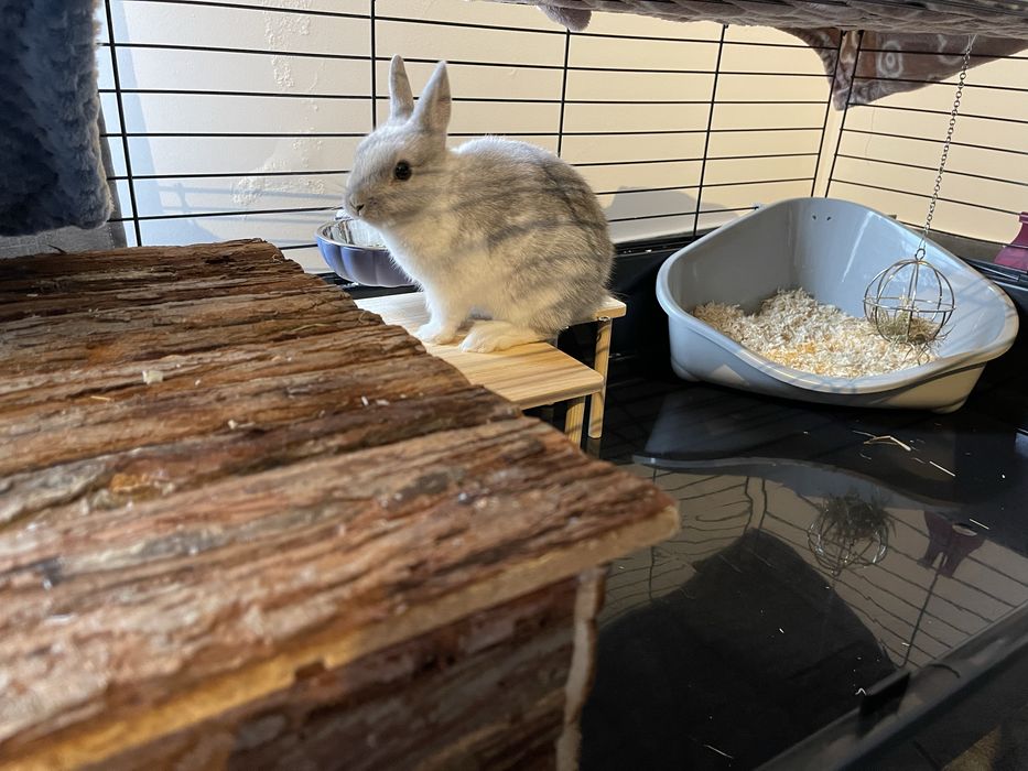 Coelho toy fêmea super sociável