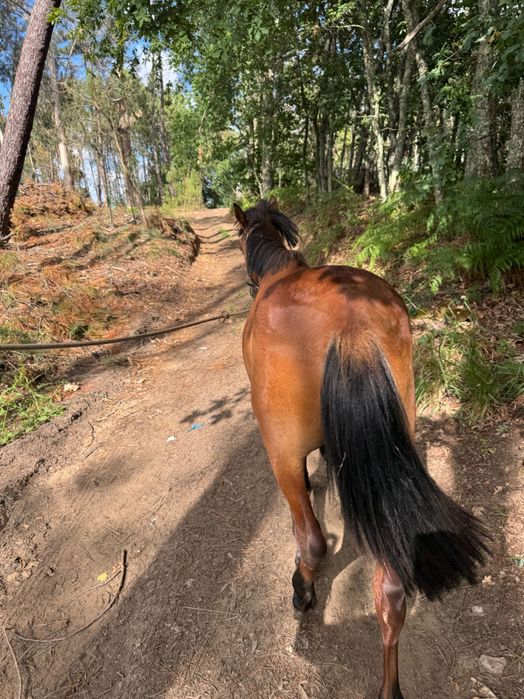 Vendo Cavalo garrano cruzado. Vacinado, chip, livro verde e já com algum maneio, Muito meigo e bem tratado!