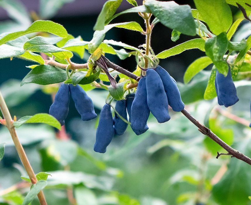 Jagoda Kamczacka Duże Sadzonki 10 Odmian ! Owocujące