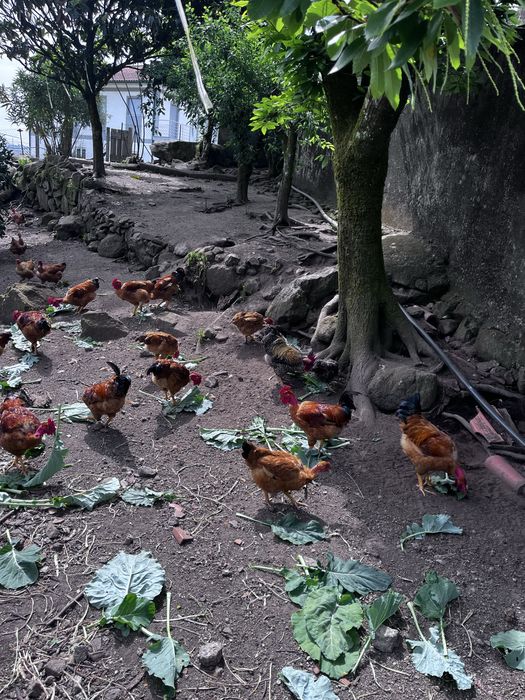 Galos e galinhas ( caseiros ).