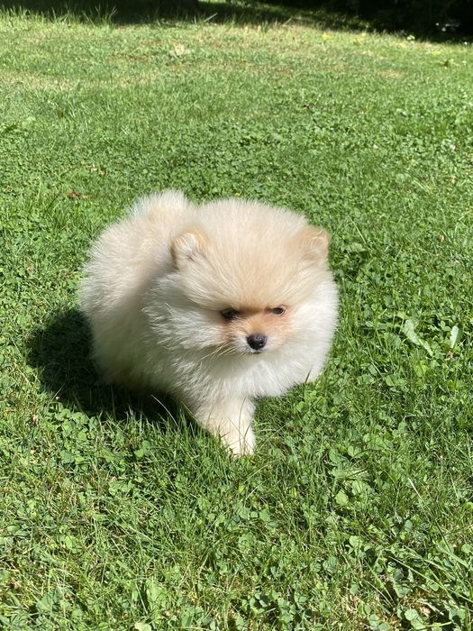 Szpic miniaturowy pomeranian
