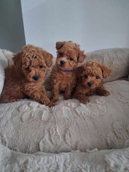 Piękny piesek MALTIPOO F1b