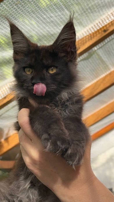 Sprzedam kociaka rasy Maine Coon