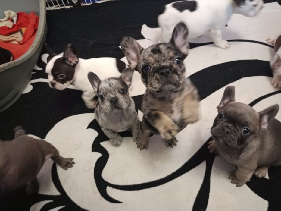 Мальчики французского бульдога разных окрасов
