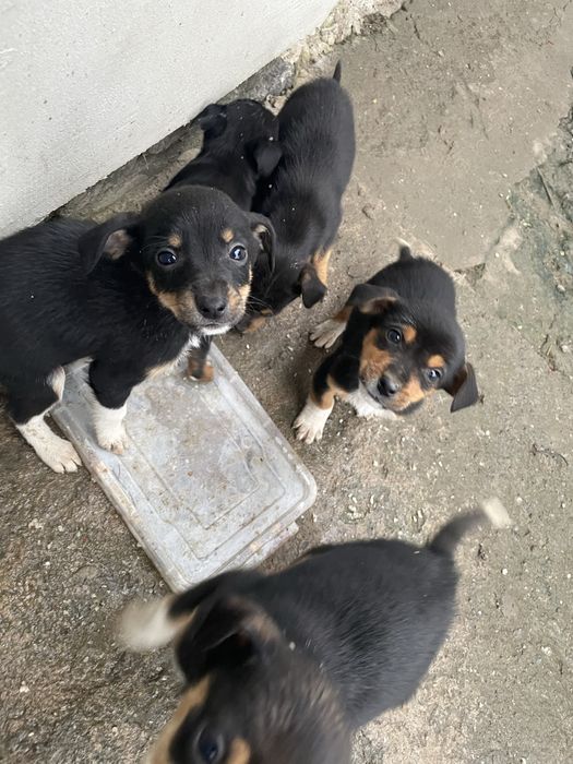 Собачки дівчатка