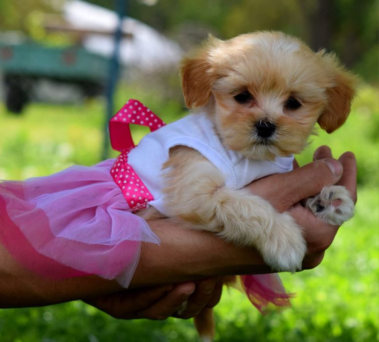 Модель міні Мальтіпу