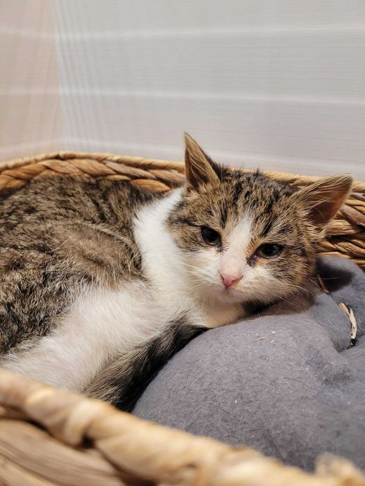 Malutka kotka Landrynka szuka domku