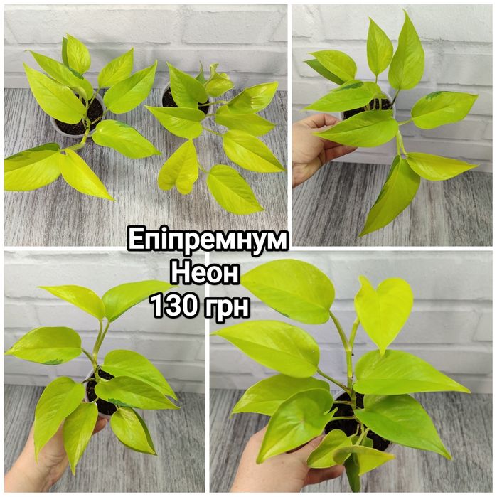 Для озеленення: сциндапсуси, епіпремнуми різних розмірів