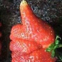 baterias para veicul elt 12 vl 12 hp tamb tenho 12vl 20 hp a bom preço