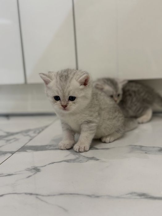 Кошенята Британська   , срібна шиншила киця кіт
