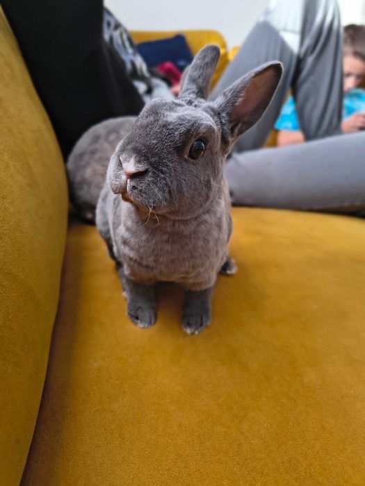 Królik miniaturka karzełek rex
