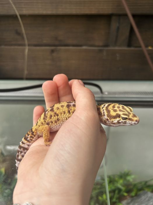Gekon z terrarium.