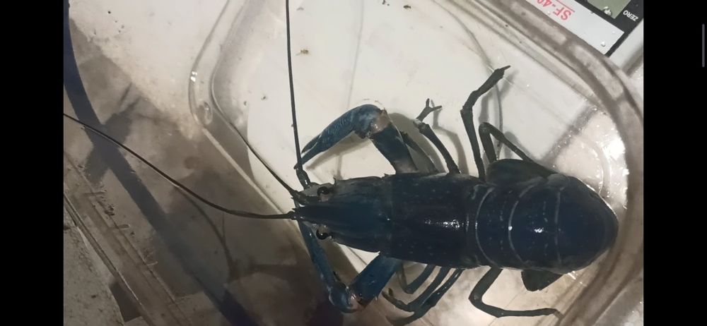 Австралійські раки