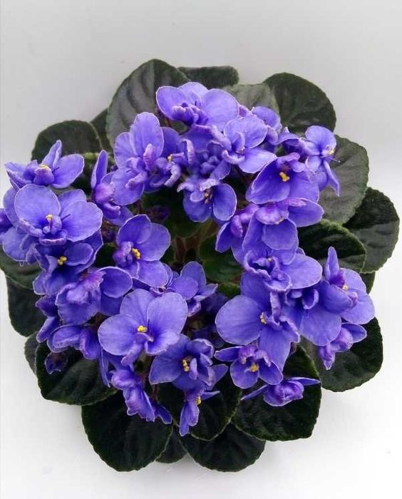 Фіалки міні/напівміні набори