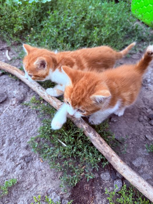 Кошенятка в добрі руки