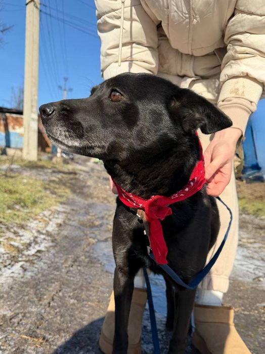 Дві собачки, молоді , щеплені , стерилізація