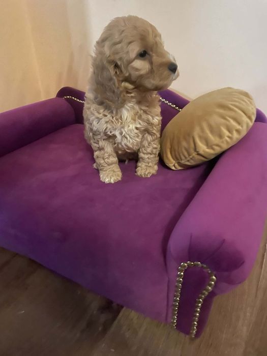 Pudel- Spaniel-Cockapoo