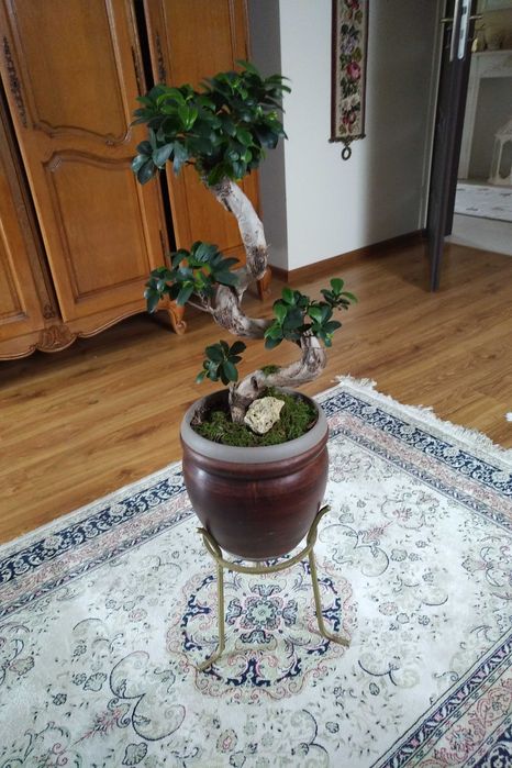 Piękny bonsai ficus