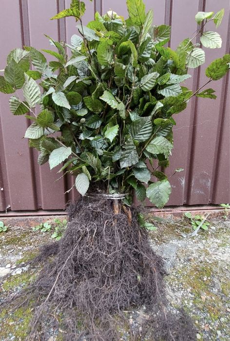 Sadzonki grabu 40-60 cm | Grab na żywopłot | Carpinus betulus