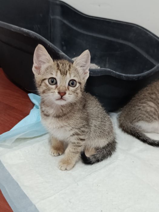 Doação de gatinhas