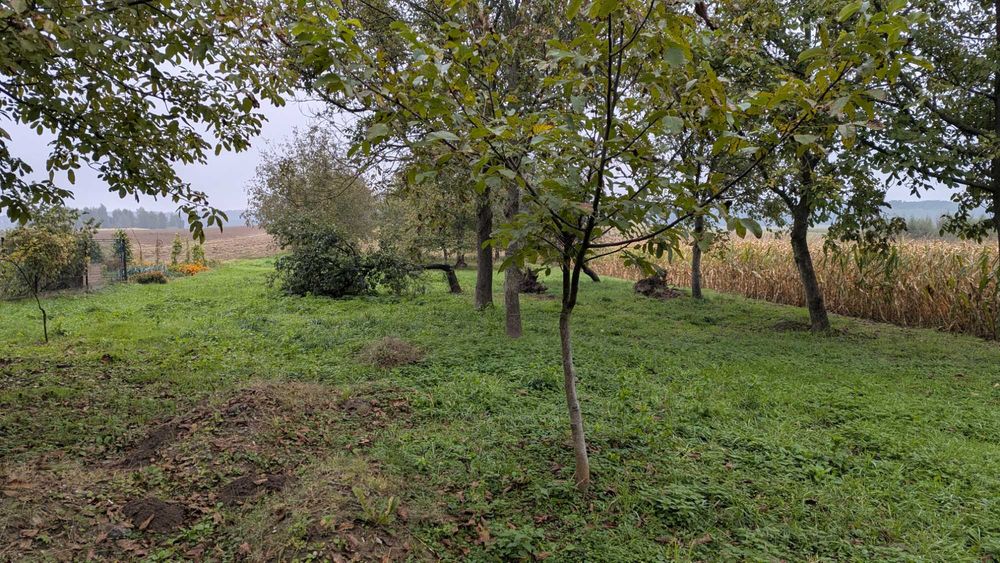 Sprzedam nieruchomość o pow. 1,76 ha z domem w Wacławicach